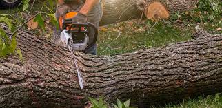 Best Tree Removal Service  in USA